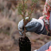 Convenio para gestión forestal con el Cabildo de Gran Canaria