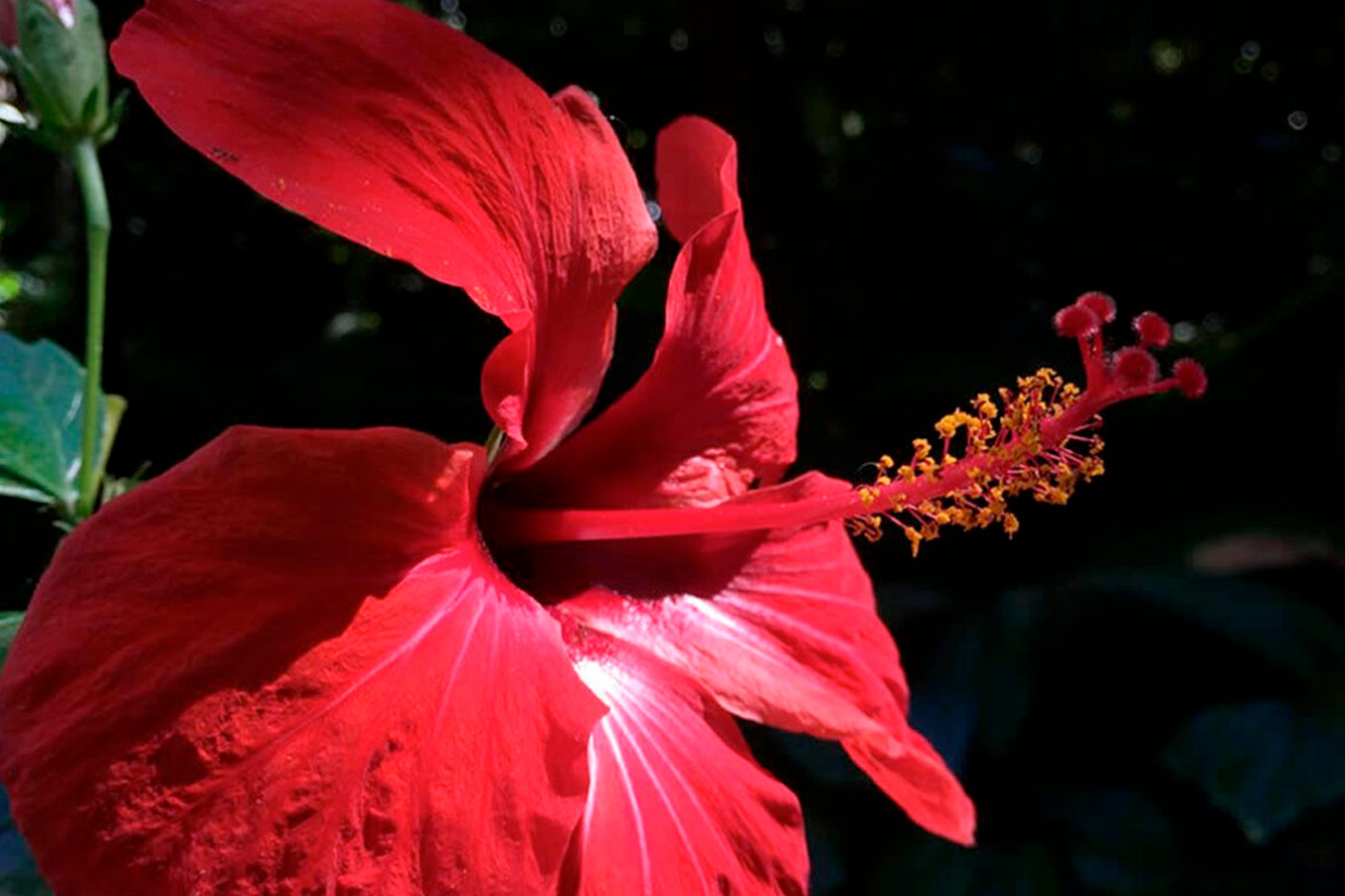 VISITA EL HUERTO DE LAS FLORES