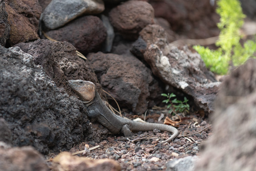 AVISTA LA FAUNA Y LAS AVES DE GUAYEDRA